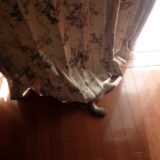 カーテンの裾から猫のしっぽが飛び出している