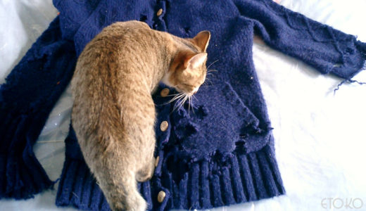 猫が布を食べるウールサッキング（ウールチューイング）の原因と実践した対策