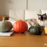 猫にかぼちゃを見せたらどうなる？