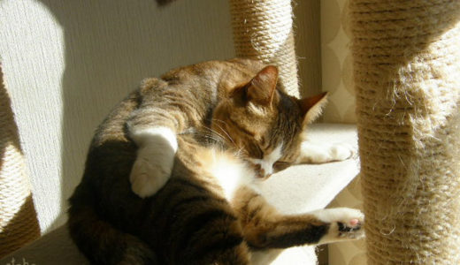 キャットタワーで日向ぼっこをする猫