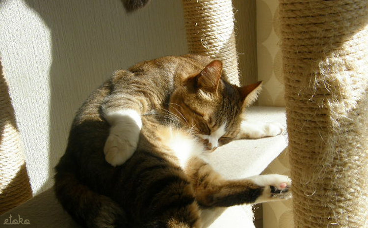 キャットタワーで日向ぼっこをする猫