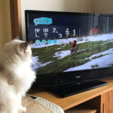 猫も楽しくみてる？『岩合光昭の世界猫歩き』と映画『ねことじいちゃん』