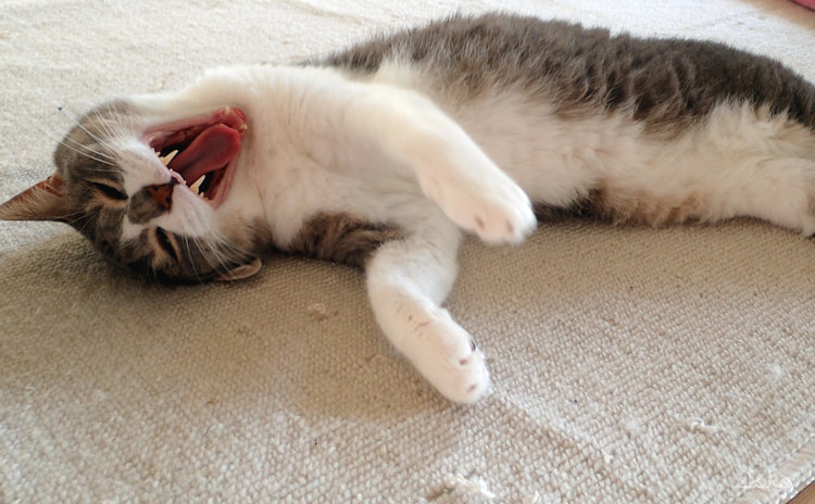カーペットに横たわるサバトラソックスの猫があくびをしている
