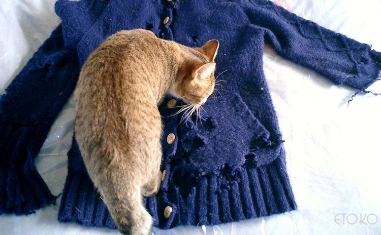 猫が布を食べるウールサッキング ウールチューイング の原因と実践した対策 猫しこう