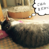 猫の肩もみ