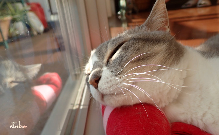 けりぐるみを枕にして寝ているサバトラソックスの猫