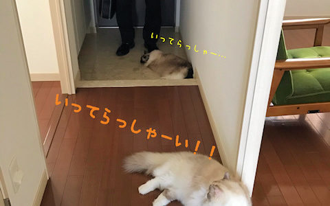 朝のお仕事、猫バージョン