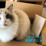 猫の好奇心を満足させる暮らし方