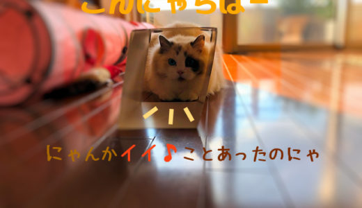 ロイヤルカナンねこのはこ＋ねこシール