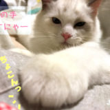 強引に腕を差し出すラグドールの子猫