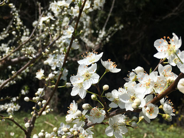 山桜の枝花