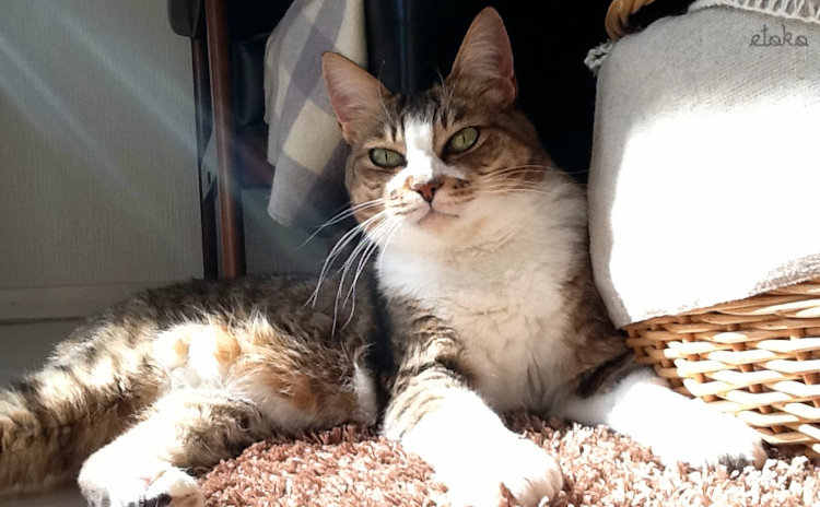 日の当たるカーペットの上で上半身をかごにもたれかけているキジトラ白の猫
