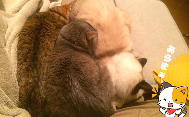 短毛種の猫2匹とラグドールがくっついて寝ている