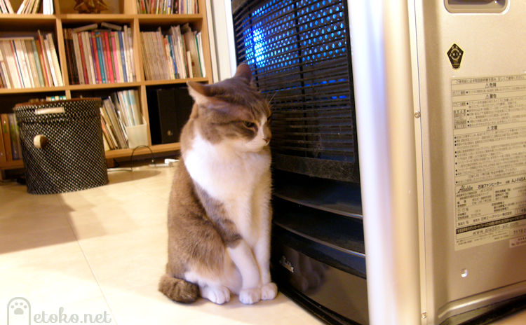 アラジンのファンヒーターにぴたりとくっついている猫