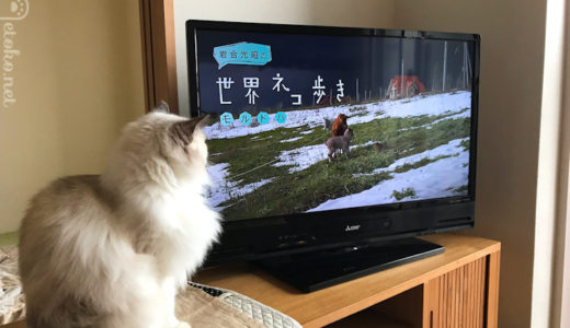 猫も楽しくみてる？『岩合光昭の世界猫歩き』と映画『ねことじいちゃん』