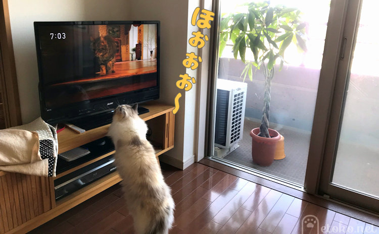 画面に映る猫が歩いているのに見入るラグドール